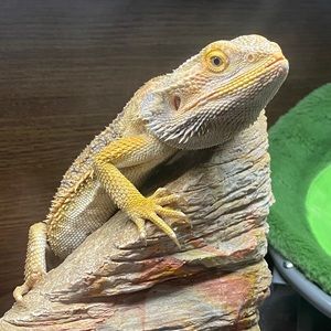 Meet your Posher, Leigh